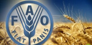 الفاو: اليمن يعاني من حالة تدهور انعدام الأمن الغذائي في معظم مناطق سيطرة الحوثيين.