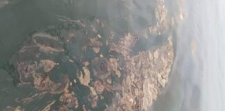 تسرب نفطي في سواحل شبوة يهدد الثروة السمكية والصيادون يناشدون بالتدخل العاجل