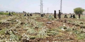 حرب الحوثي على مزارعي الثوم: نموذج لعبث الميليشيا بالاقتصاد وأرزاق البسطاء