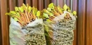 السلطات السعودية تحبط تهريب 1.3 طن من القات وتضبط 28 مخالفاً يمنياً وإثيوبياً