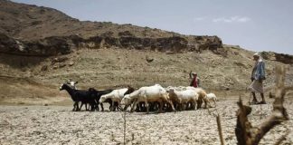 الأمم المتحدة تحذر من تدهور زراعي واسع بفعل الجفاف وارتفاع الحرارة في اليمن