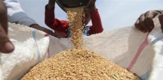 القمح يهبط عالمياً لأدنى مستوى في 5 سنوات… وأسعاره في اليمن تتجاوز الضعف