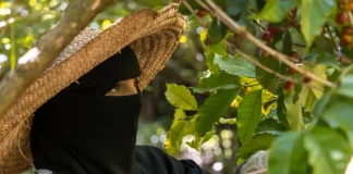 مشروع أممي يدعم آلافاً من مزارعي البن في تعز