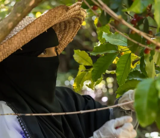 مشروع أممي يدعم آلافاً من مزارعي البن في تعز