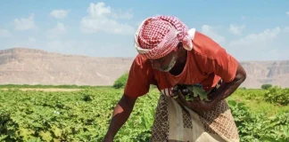 تقرير أممي: تحسن نسبي في الأمن الغذائي باليمن رغم استمرار مستويات حرجة من الجوع