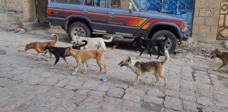 تعز تسجل أكثر من 500 إصابة بداء الكلب خلال ستة أشهر