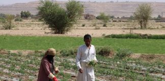 ”الفاو” تحذر من اتساع الفقر الغذائي في اليمن ليشمل أكثر من نصف السكان خلال الأشهر القادمة